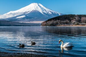 Peaceful view of swans on Lake Yamanakako with Mount Fuji in the background.